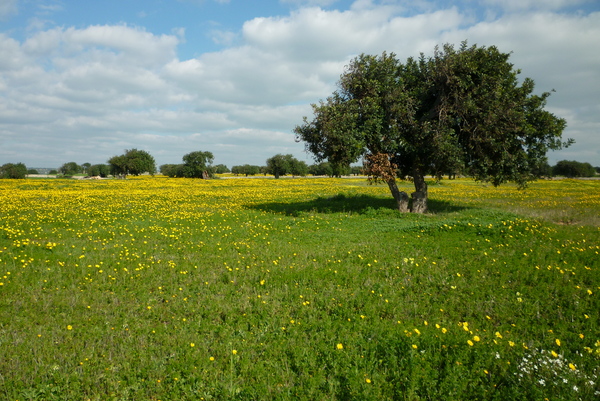 IL PARCO DEGLI IBLEI DEVE TUTELARE ANCHE L’INTERVENTO ANTROPICO INTEGRATO NELLA NATURA
