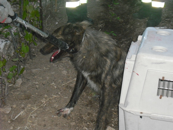 POLIZIA MUNICIPALE E DOG PROFESSIONAL RENDONO INNOCUI TRE CANI AGGRESSIVI