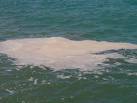 PRELEVATI CAMPIONI DA SOTTOPORRE AD ANALISI OGGI I RISULTATI