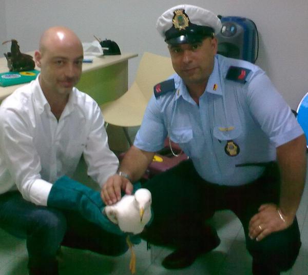 UNA PATTUGLIA DELLA POLIZIA MUNICIPALE SALVA UN GABBIANO REALE