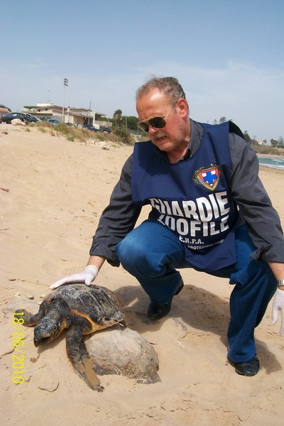 A RAGUSA TROVATA SENZA VITA TARTARUGA CARETTA CARETTA