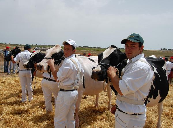 LA ZOOTECNIA HA UN FUTURO MA OCCORRE LAVORARE PER PORTARE I PRODOTTI AI SICILIANI
