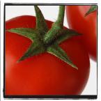 IL POMODORO DELLA LIBERTA’