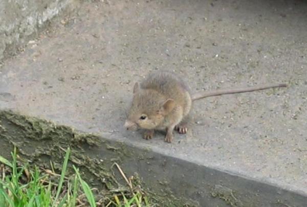GROSSI RATTI AVVISTATI PER LE VIE DEL CENTRO STORICO DI RAGUSA SUPERIORE!