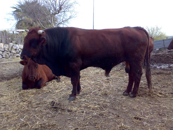PRODUZIONE E CONSUMO CARNI  DI ANIMALI NATI ED ALLEVATI REL NOSTRO TERRITORIO
