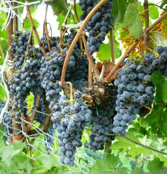 L’Etna Rosso che non ti aspetti