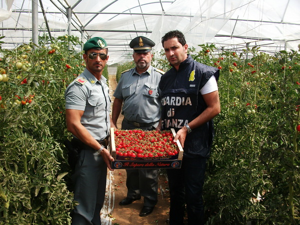 POMODORI TUNISINI SPACCIATI PER “MADE IN ITALY”:  DENUNCIATO UN ALTRO IMPRENDITORE