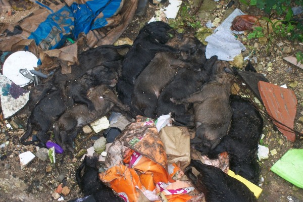 UNDICI CUCCIOLI UCCISI DAL FREDDO. LI HANNO TROVATI A RAGUSA LE GUARDIE ZOOFILE ENPA