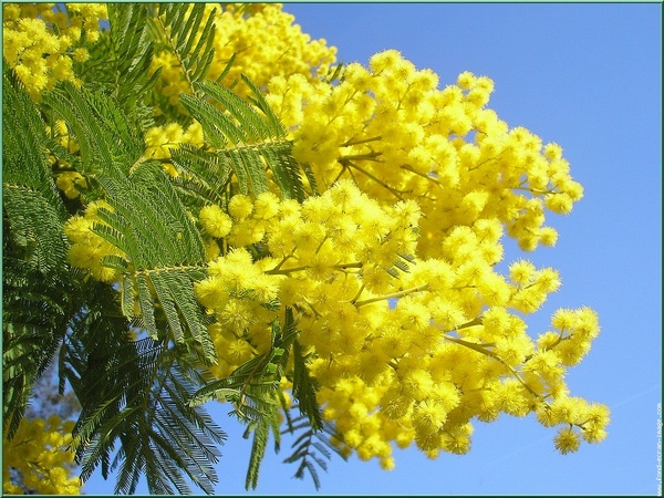 DOPO CINQUE ANNI IL SINDACO DIPASQUALE SI RICORDA DELLE DONNE