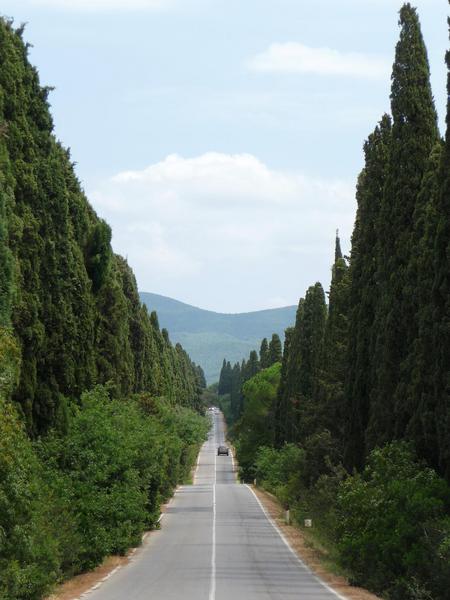 SASSICAIA:  LA CREAZIONE DI UN MITO