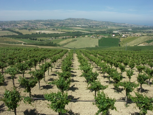 IL POTENZIALE ABRUZZESE