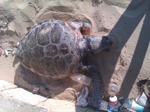 SCOGLITTI, TROVATA MORTA SPECIE RARA DI TARTARUGA