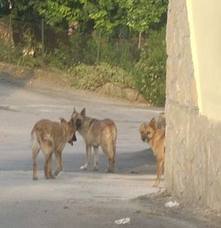 PROGETTO PILOTA SUL “RANDAGISMO”