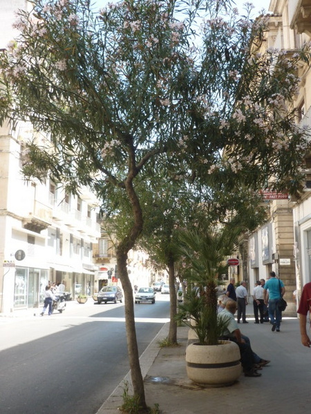 OLEANDRI DI VIA ROMA: ABBATTERLI O CURARLI?