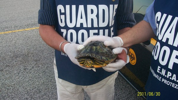 ERA STATA ACCIDENTALMENTE PESCATA NEL LAGO DI SANTA ROSALIA
