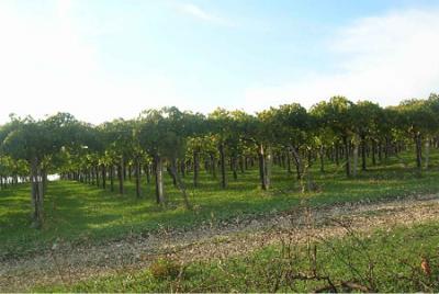 IL TREBBIANO UN VITIGNO DAI MILLE VOLTI