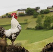 XXI SAGRA DEL GALLO IL GUSTO DEI PRODOTTI TIPICI
