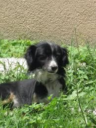 DOPO SEI MESI RITROVA IL SUO CANE GRAZIE AL MICROCHIP E ALLE GUARDIE ZOOFILE DELL’ENPA DI RAGUSA