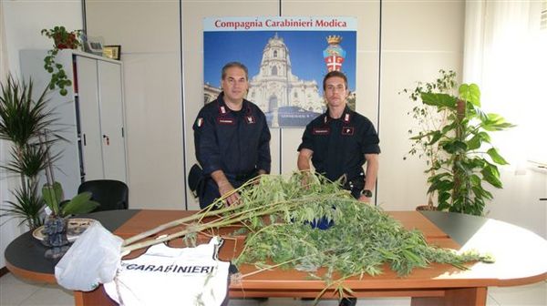 DONNALUCATA, TROVATA PIANTAGIONE DI MARIJUANA