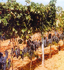 NERO D’AVOLA, UN VINO DALL’ASPETTO DI UN TRENTENNE