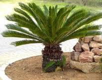 ATTENZIONE ALLA CYCAS…