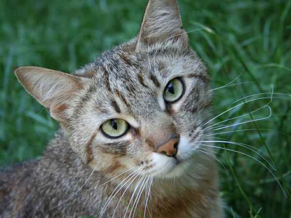 Un francese ritrova il suo gatto in Svizzera, quattro anni dopo averla persa in Italia