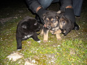 UN LIETO FINE PER I TRE CUCCIOLI ABBANDONATI