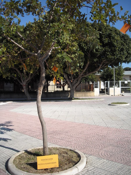 LIBERAMENTE, LE FRASI DEI GRANDI UOMINI SUGLI ALBERI DI PIAZZA DEGLI STUDI