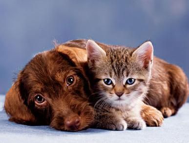 CANI E GATTI IN VIAGGIO: LE VACCINAZIONI
