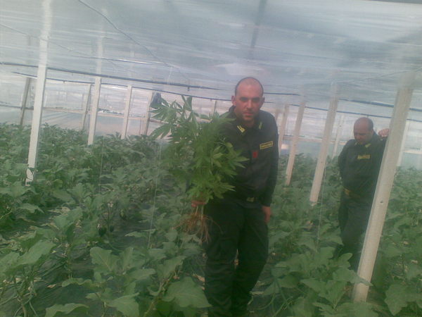 GDF: AD ACATE IN UNA SERRA TRA LE MELANZANE SEQUESTRATA UNA PIANTAGIONE DI MARIJUANA