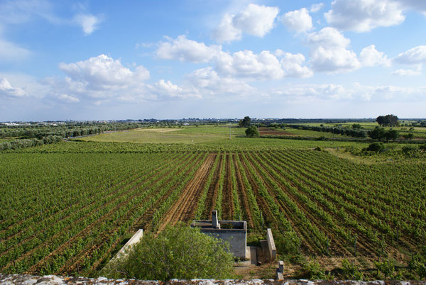 LA PUGLIA: CANTINA D’ITALIA