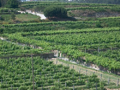 VINHO VERDE: UN VINO PER L’ESTATE