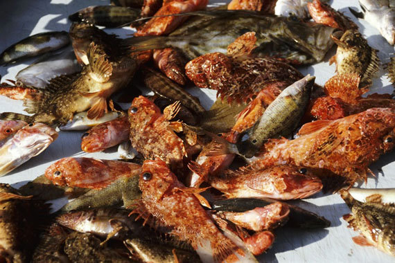 IL PESCE CON IL ROSSO NON È PIÙ UN TABÙ