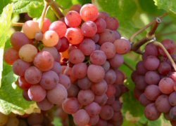 GEWÜRZTRAMINER L’AROMATICO DEL TERMENO