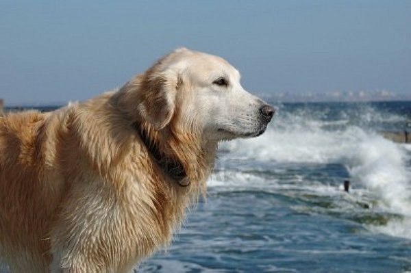 PROGRAMMIAMO IN TEMPO LE VACANZE CON I NOSTRI AMICI A 4 ZAMPE
