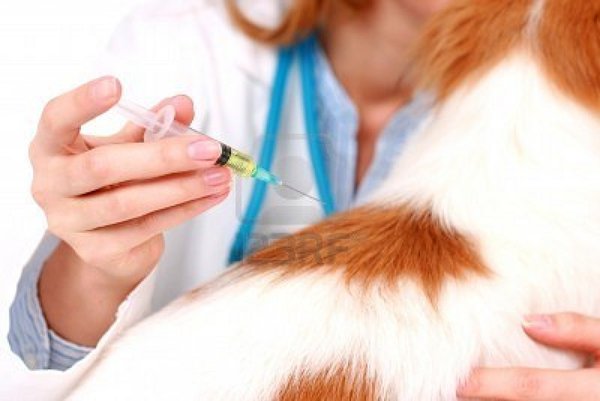 VACCINARE IL CANE: CONDANNA PER ABUSO DI PROFESSIONE