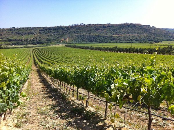Cantine Aperte domenica a Valle dell’Acate. Ci saranno anche i laboratori enogastronomici