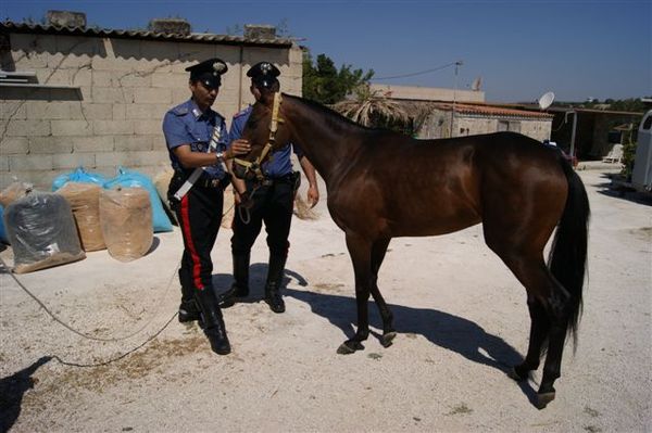 44 DENUNCIATI. ARRESTATO 1 FANTINO PER AVER FERITO UN MILITARE