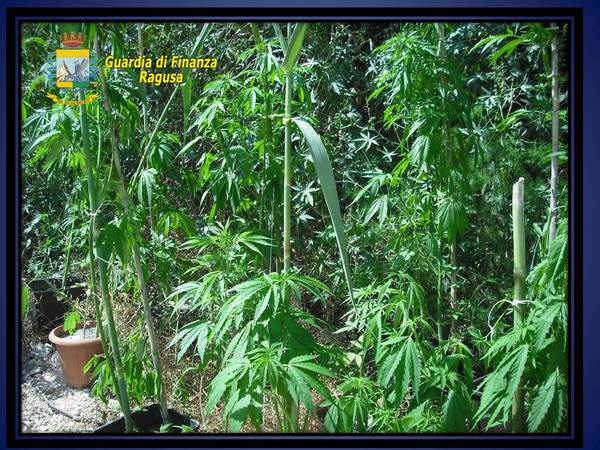 I SENSORI IPERSPETTRALI DELLA G.D.F. CONSENTONO DI SCOPRIRE E SEQUESTRARE UNA PIANTAGIONE DI MARIJUANA