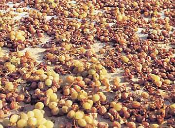 PRUDENZA CON I VINI AROMATICI