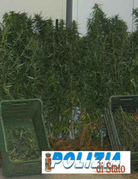 VITTORIA, SCOPERTA MINI PIANATAGIONE DI MARIJUANA DALLA POLIZIA