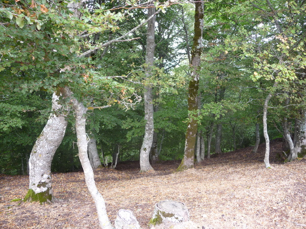 UNA CAMMINATA SULLE ALTURE DI MONTE LAURO