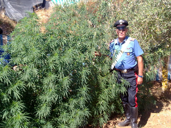 PIANTAGIONE DI MARIJUANA TRA GLI ULIVI – ARRESTATO INCENSURATO