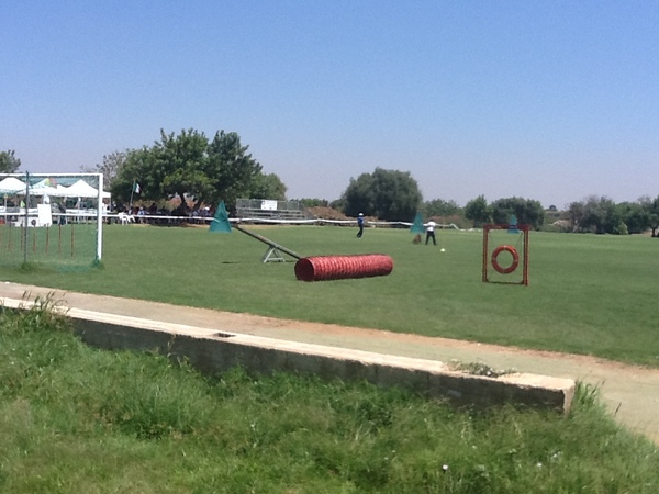 HA PRESO IL VIA SABATO A KASTALIA (RG) IL CAMPIONATO NAZIONALE GIOVANILE DEDICATO AI CANI DA PASTORE TEDESCO.