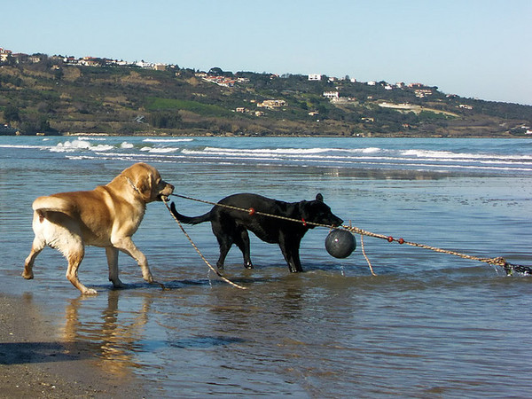 Un’area della spiaggia al Porto di Marina dove potranno entrare anche i cani