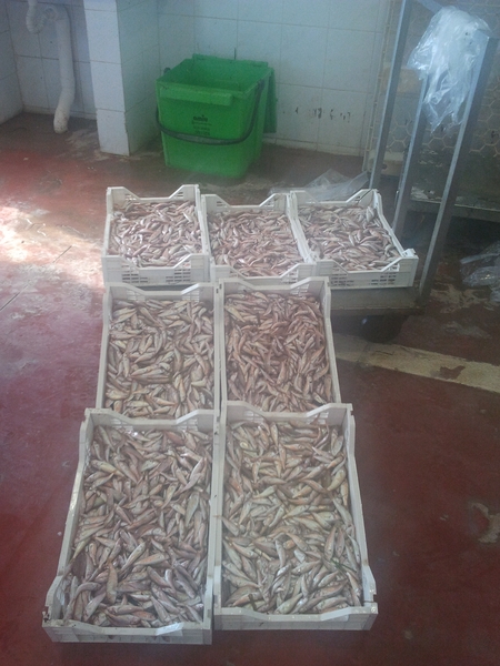 SEQUESTRO DI NOVELLAME DI TRIGLIA AL MERCATO ITTICO DI SCOGLITTI