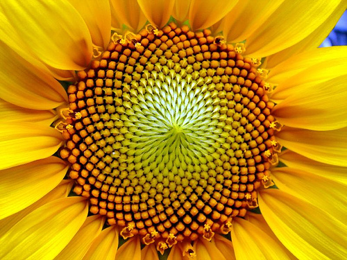 ALL’OMBRA  DI  UN GIRASOLE, GUARDANDO UNA CHIOCCIOLA