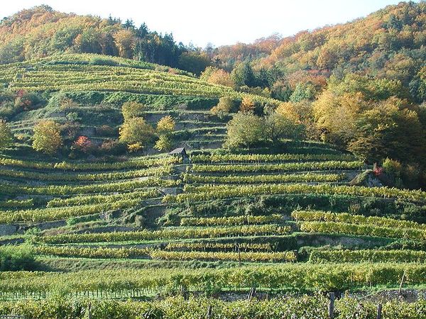 IL VINO DEL VICINO DEL NORD