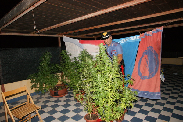 SCOPERTA A CAUCANA UNA PIANTAGIONE DI MARIJUANA