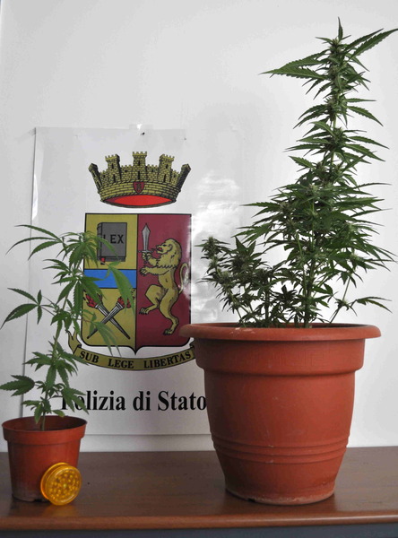 DUE MINORI SORPRESI A COLTIVARE CANNABIS